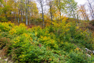 Mountain autumn landscape.