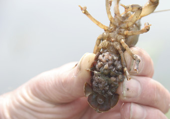 Baby Crayfish Clinging to the Mother