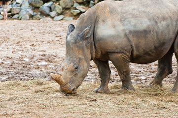 Wild rhinoceros feeding