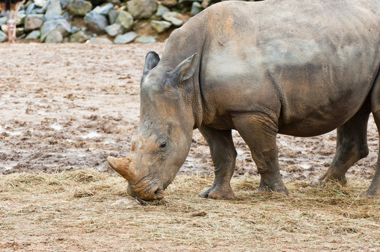 Wild rhinoceros feeding