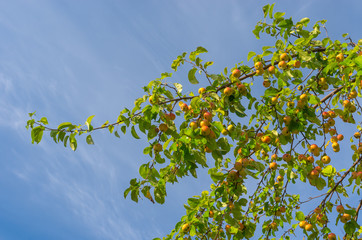 Branch with ripe organic appales in orchard against blue sky