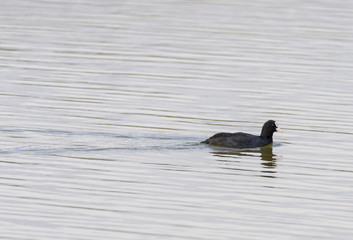 Common Coot swimming