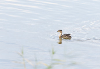 Little Grebe swimming