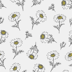 Camomile hand drawn background