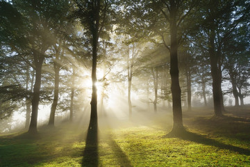 morning sun rays on forest