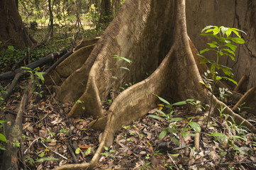 Árbol de la Lupuna
