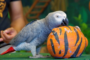 Fototapeta premium Timneh Grey Parrot