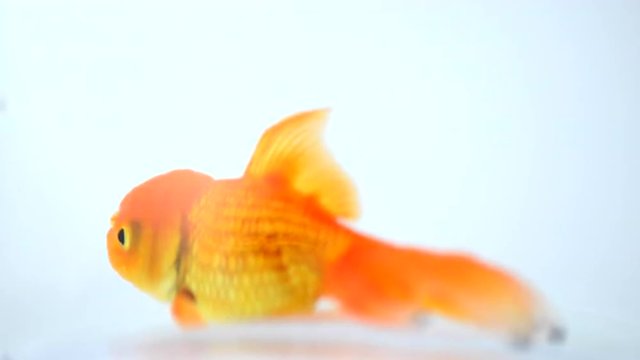 Goldfish isolated on a white background