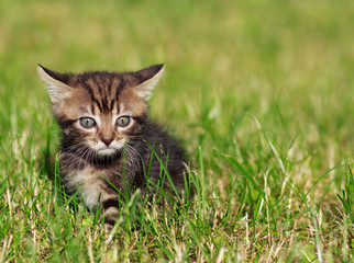 striped cat playing in the grass