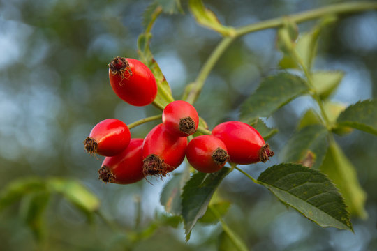 Escaramujos o tapaculos. Baya fruto rojo de rosal silvestre ( Rosa canina ) en oto&ntilde;o