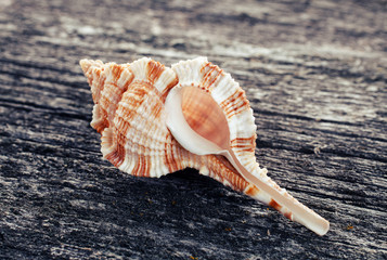 sea shell on wooden background