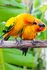 Obraz premium beautiful parrot,sun conure