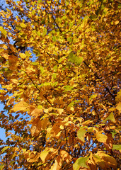 Autumn  leaves background