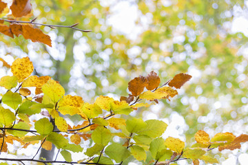 leaves branches