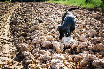 Black Labrador dog on plowed field sniffing