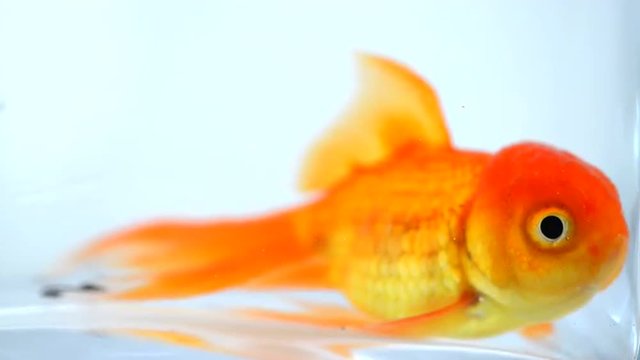 Goldfish isolated on a white background