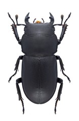 Beetle Dorcus parallelipipedus