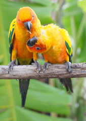 Obraz premium beautiful parrot,sun conure