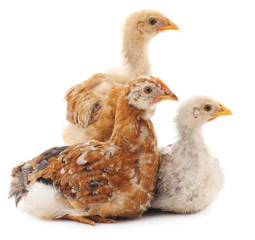 Three chickens.