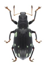 Beetle Polydrusus picus