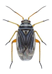 Bug Opisthotaenia fulvipes