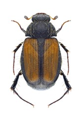 Beetle Omaloplia ruricola
