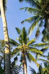Obraz na płótnie Canvas バリ島のヤシの木