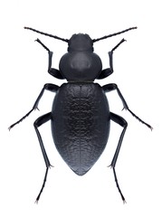 Beetle Tentyria nomas