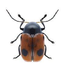 Beetle Cryptocephalus bipunctatus