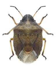 Bug Rubiconia intermedia