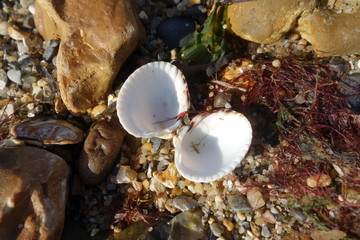 White Shell on Beach