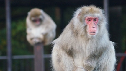 Naklejka premium 猿