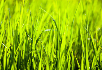 Green grass in the sunshine