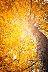 Oak tree in the autumn