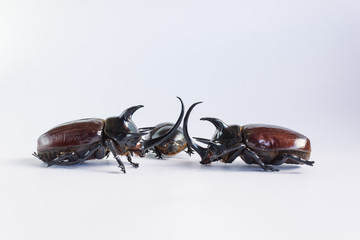 Uncommon and rare stuffing five horns beetles remains  on white background which beetle male normally have three horns and female have no horn