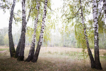 Obraz premium birch grove autumn at times in the morning mist