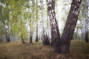birch grove autumn at times in the morning mist