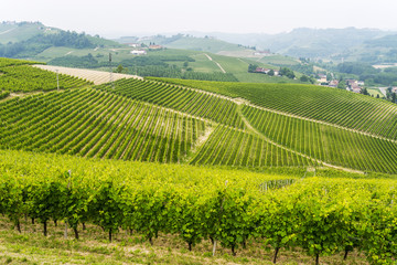 Fototapeta na wymiar Landscape in Langhe (Piedmont)