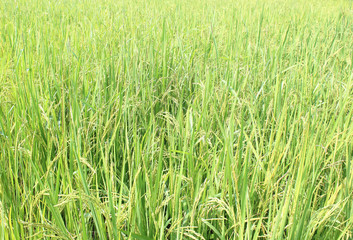 rice field