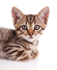 tabby kitten sitting