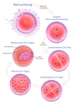 development of the human embryo