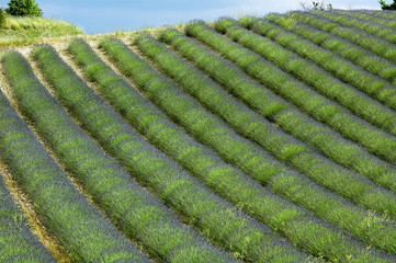 Valensole: fields of lavender