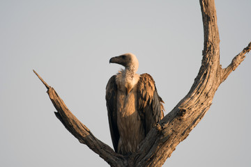 White-backed vulture.