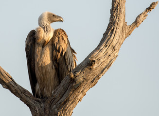 White-backed vulture.