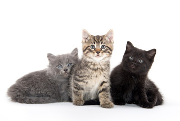 Fototapeta na wymiar Three cute kittens