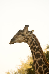 Giraffe in Kruger National Park