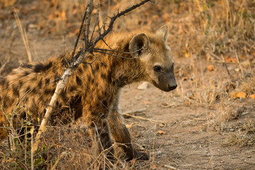 Hyena cub