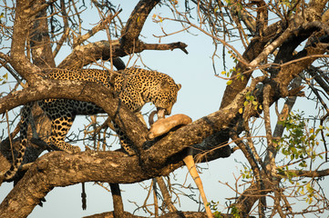 Leopard feeding on impala