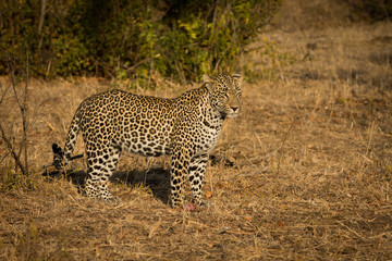 Leopard in morning sun