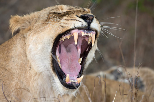 Female Lion Showing Teeth